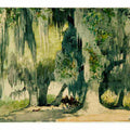 Among the Oaks (Live Oaks)