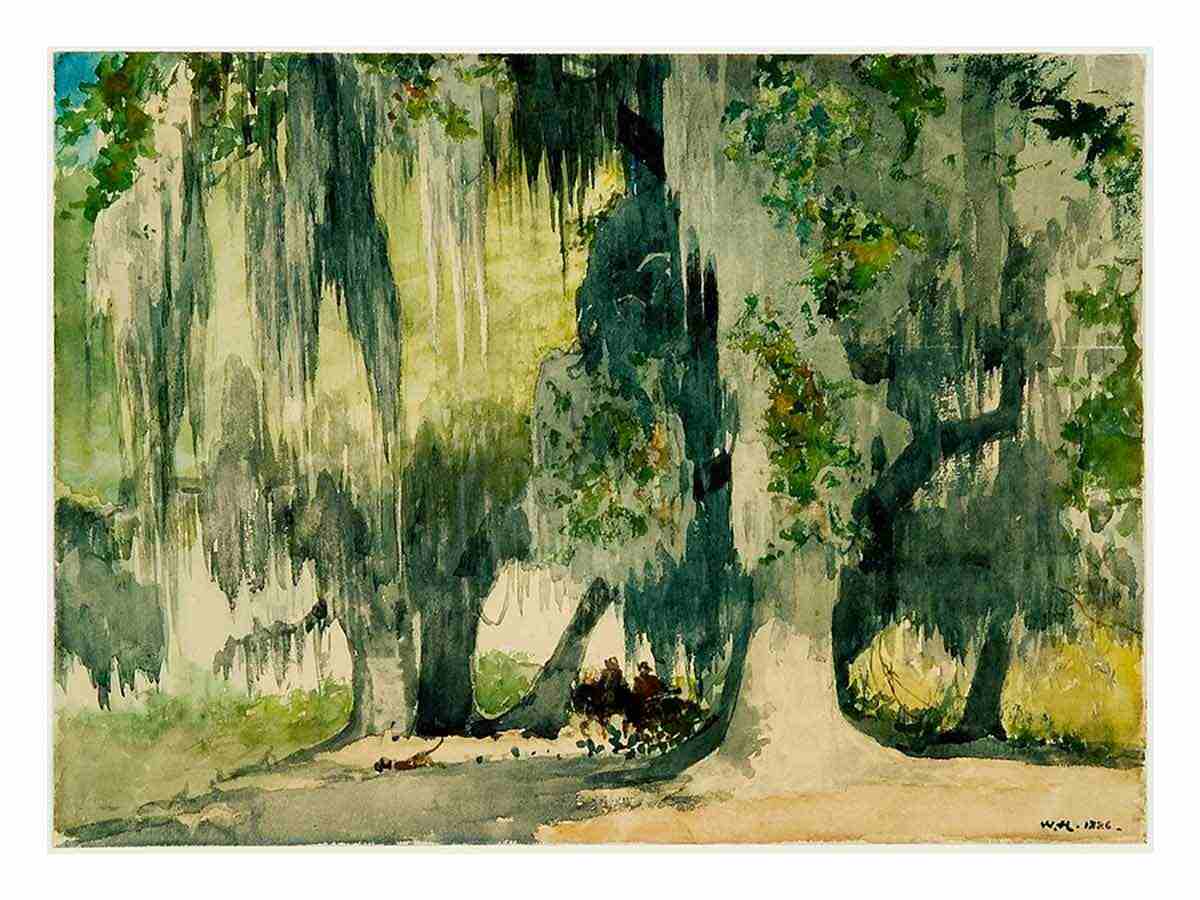 Among the Oaks (Live Oaks)