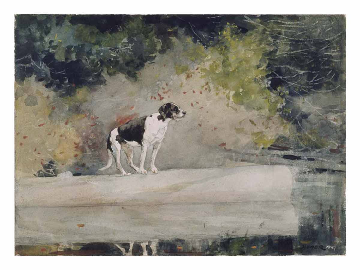 Dog on a Log