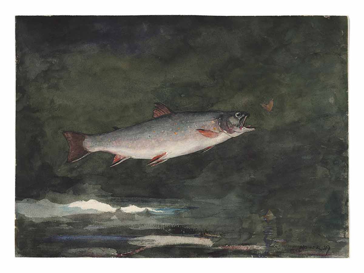 Leaping Trout