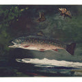 Trout Breaking