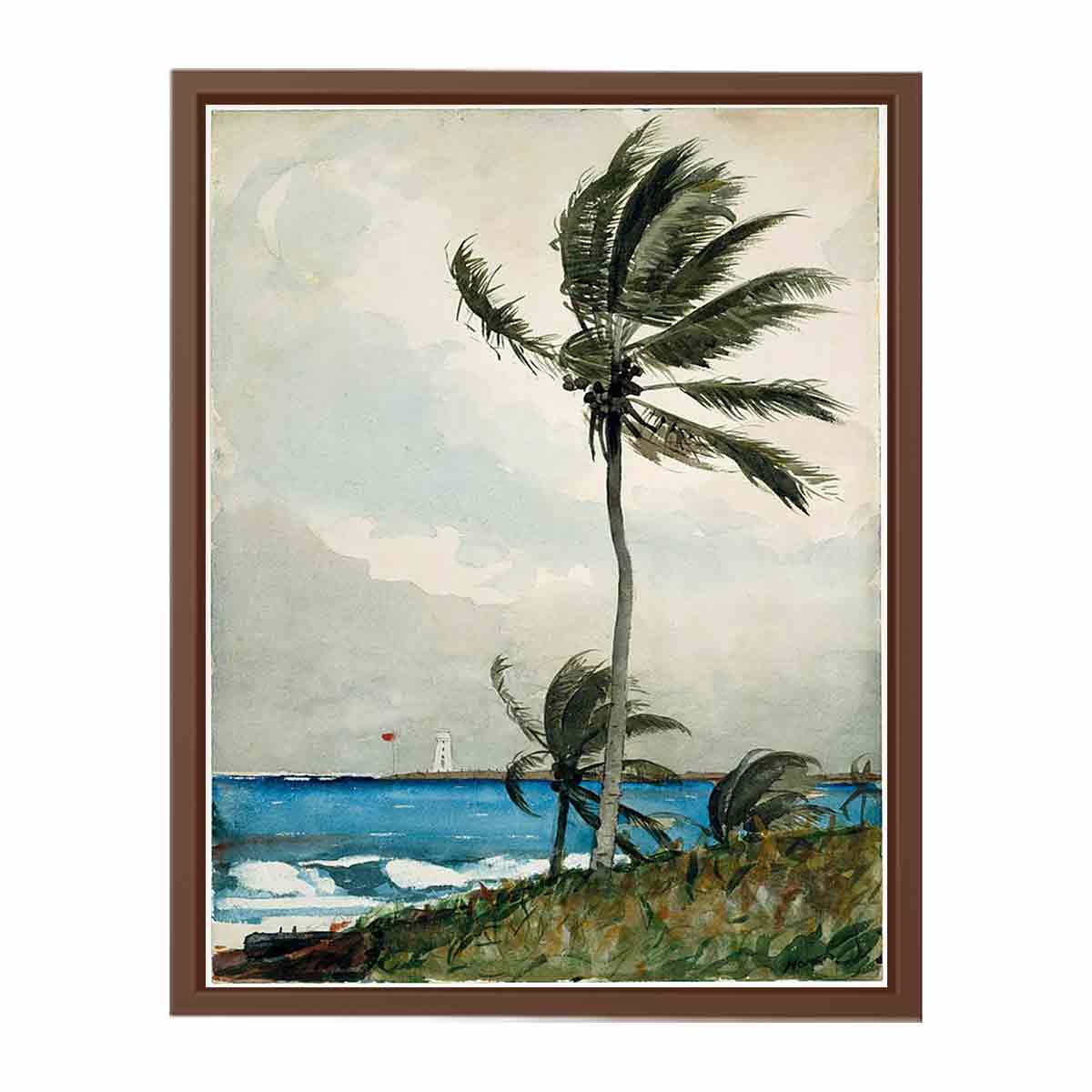 Palm Tree, Nassau