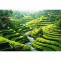 Rice Terrace paddy  bali