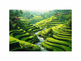 Rice Terrace paddy  bali artwork preview