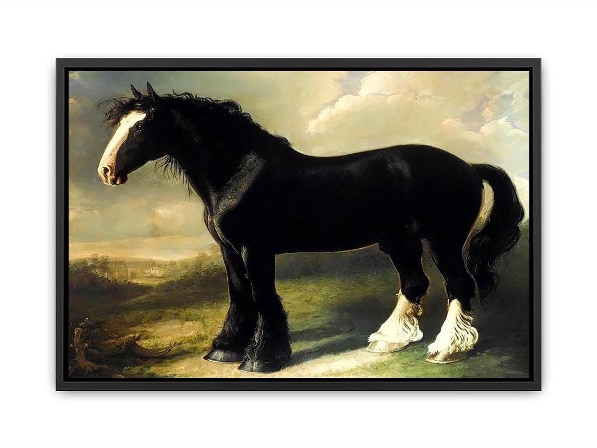 Old English Black Horse