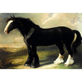 Old English Black Horse