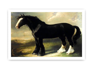 Old English Black Horse