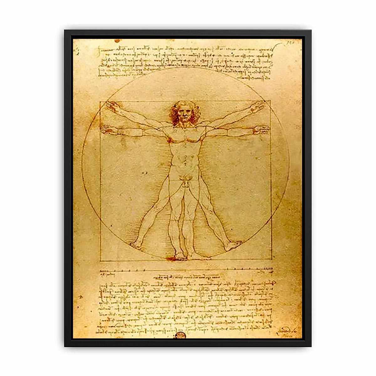 Vitruvian Man by Leonardo Da Vinci