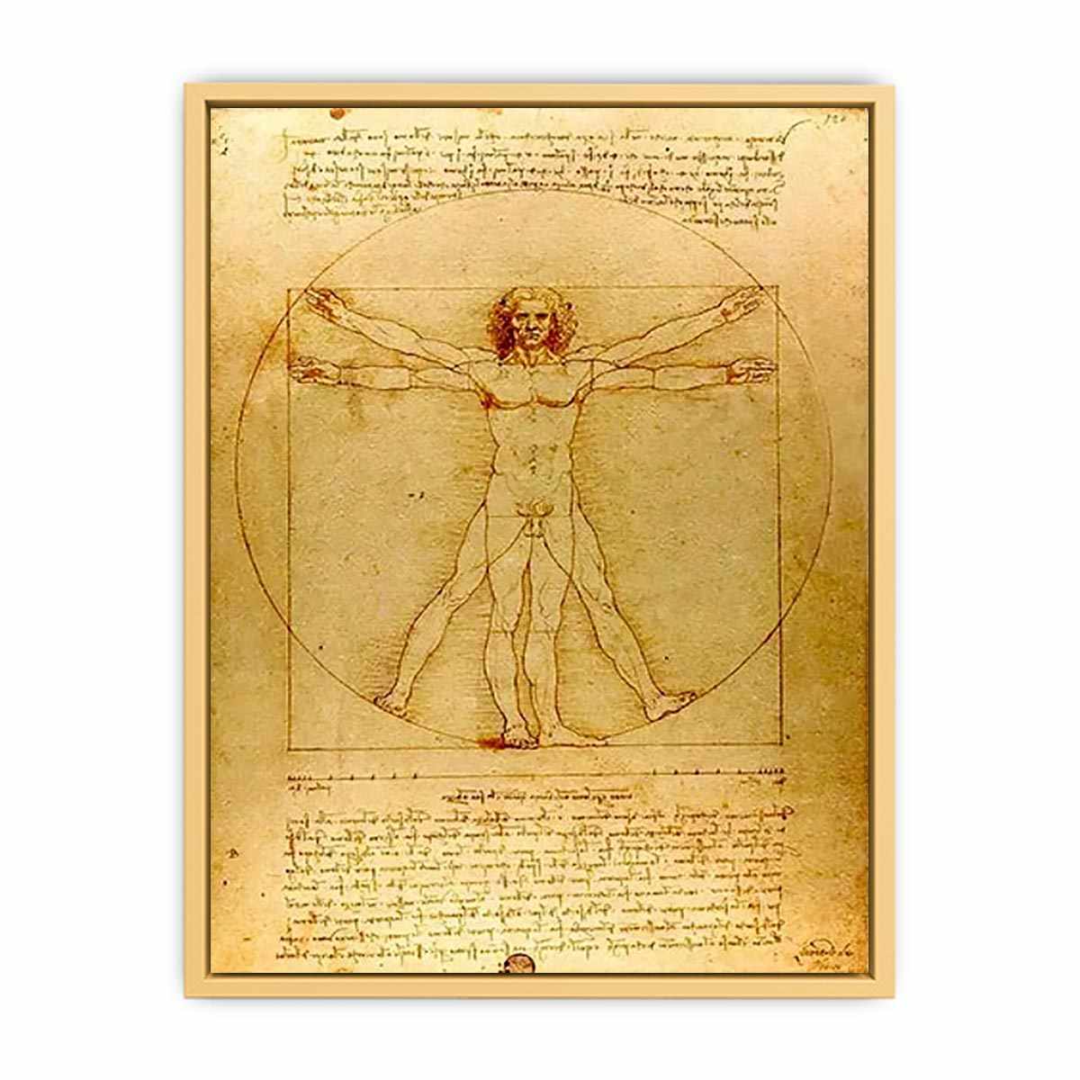 Vitruvian Man by Leonardo Da Vinci