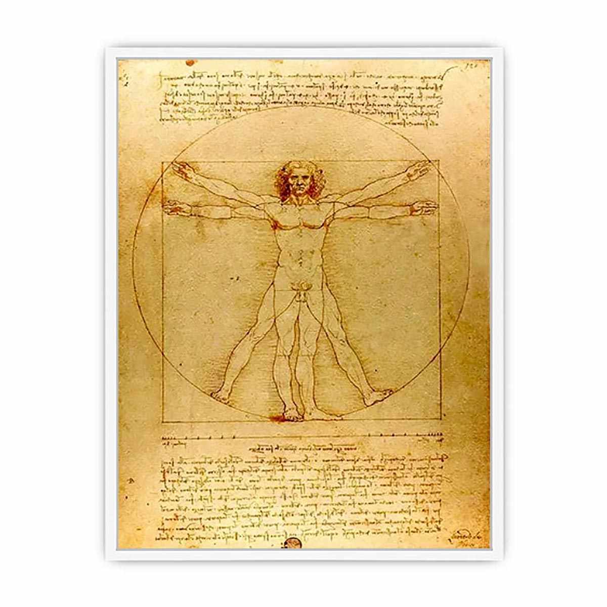 Vitruvian Man by Leonardo Da Vinci