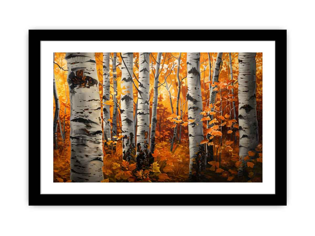 Birch Trees