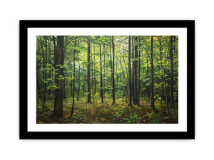 Northern Hardwood Forest Painting