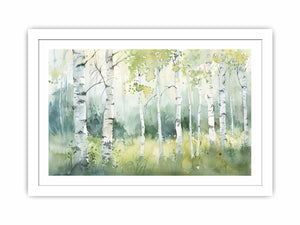 Birch Trees