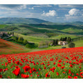 Field Of Poppies