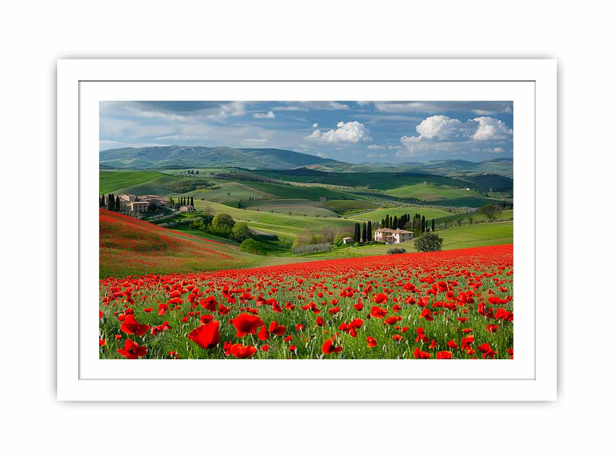 Field Of Poppies