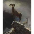 Rocky Mountain Sheep 1