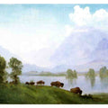 Buffalo Country