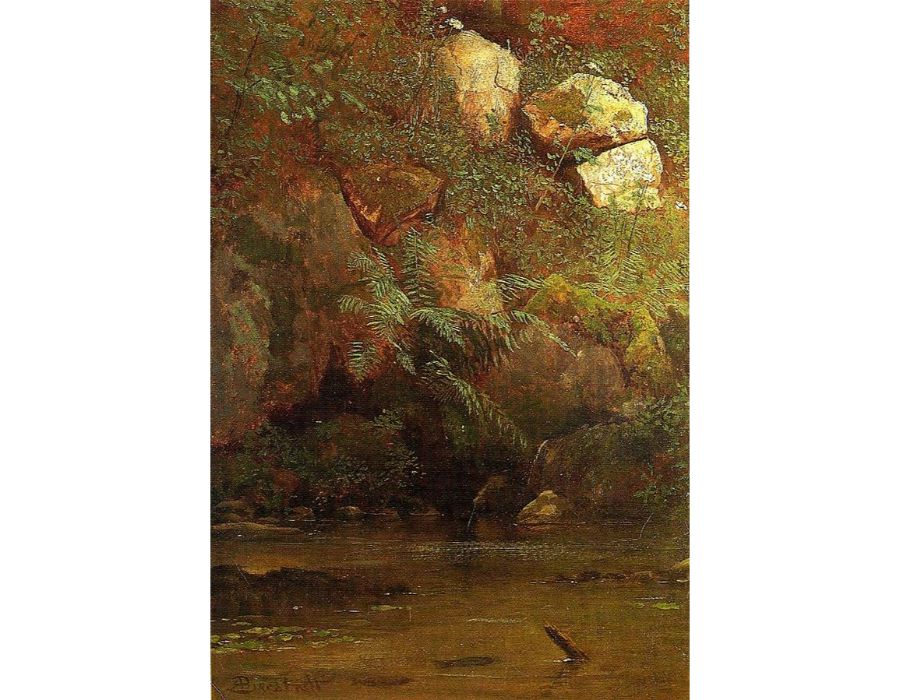 Ferns And Rocks On An Embankment