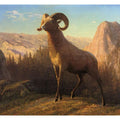 A Rocky Mountain Sheep Ovis Montana