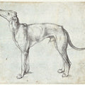 Greyhound