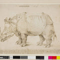 Rhinoceros 3