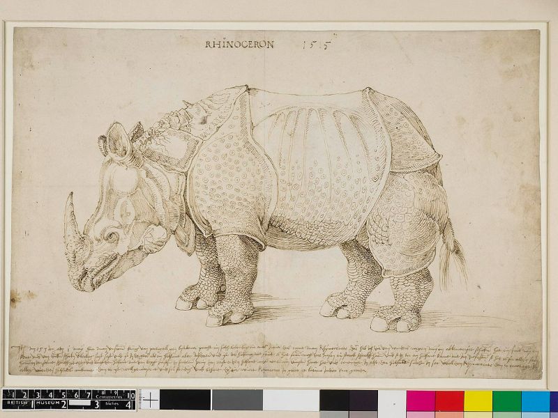 Rhinoceros 3