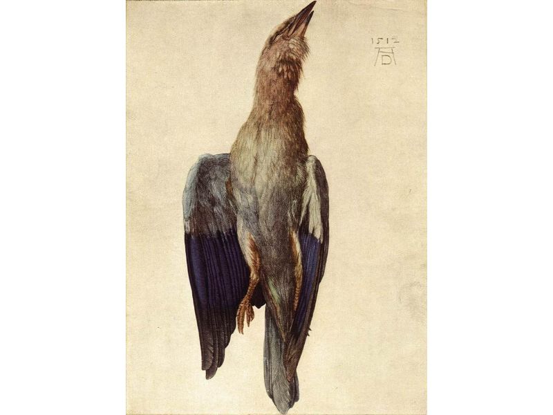 Dead Bluebird