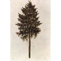 Pine Tree