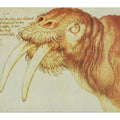 Walrus