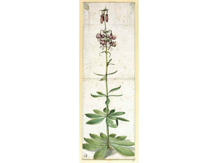Martagon Lillium