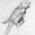 Parrot