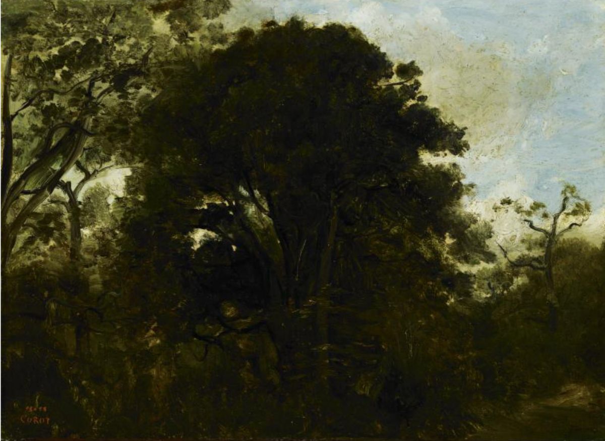 Study Of Trees 