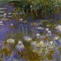 Yellow And Lilac Water Lilies 