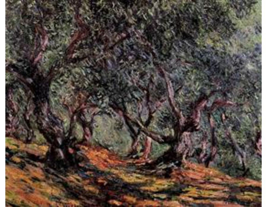 Olive Trees In Bordighera 