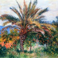 A Palm Tree At Bordighera 