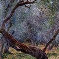 Study Of Olive Trees 