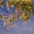 Wisteria2 