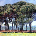 Pine Trees Cap DAntibes 
