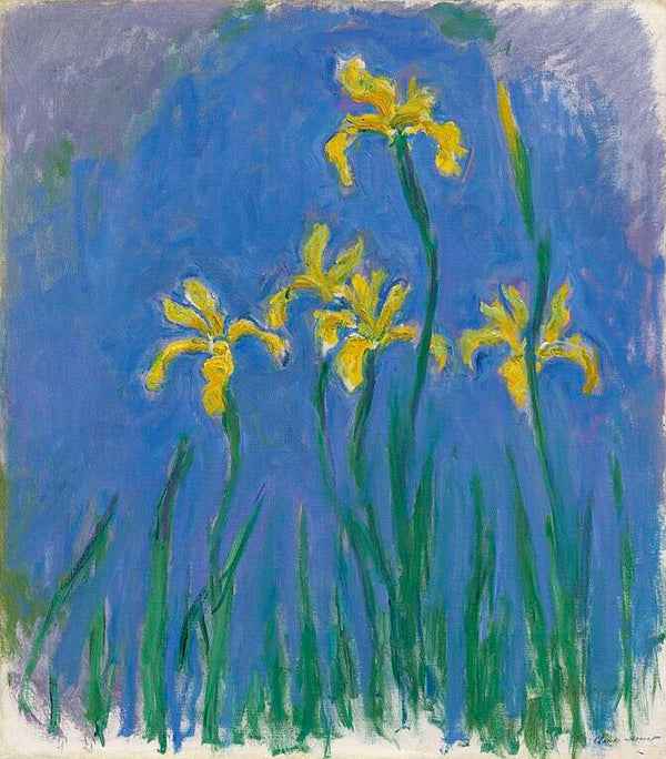 Yellow Irises2 