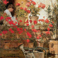Geraniums 