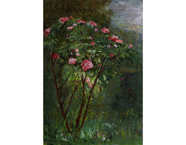 Rose Bush In Flower
