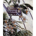 Orchids 