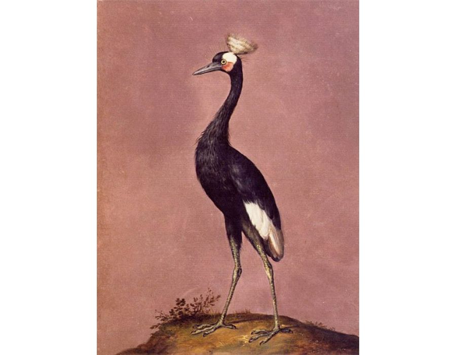 Birds 2
