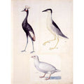 Nature studies 2
