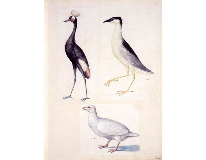 Mammals 2
