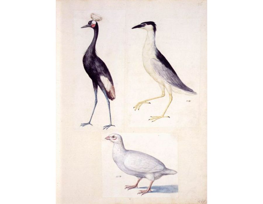 Mammals 2
