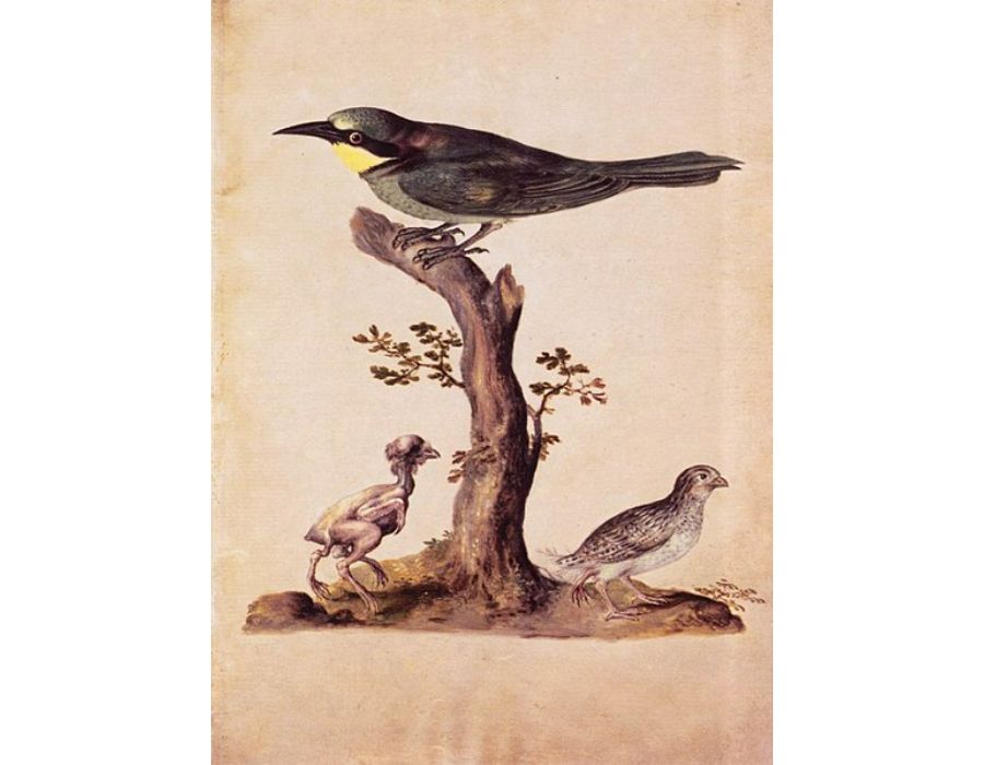 Birds 4
