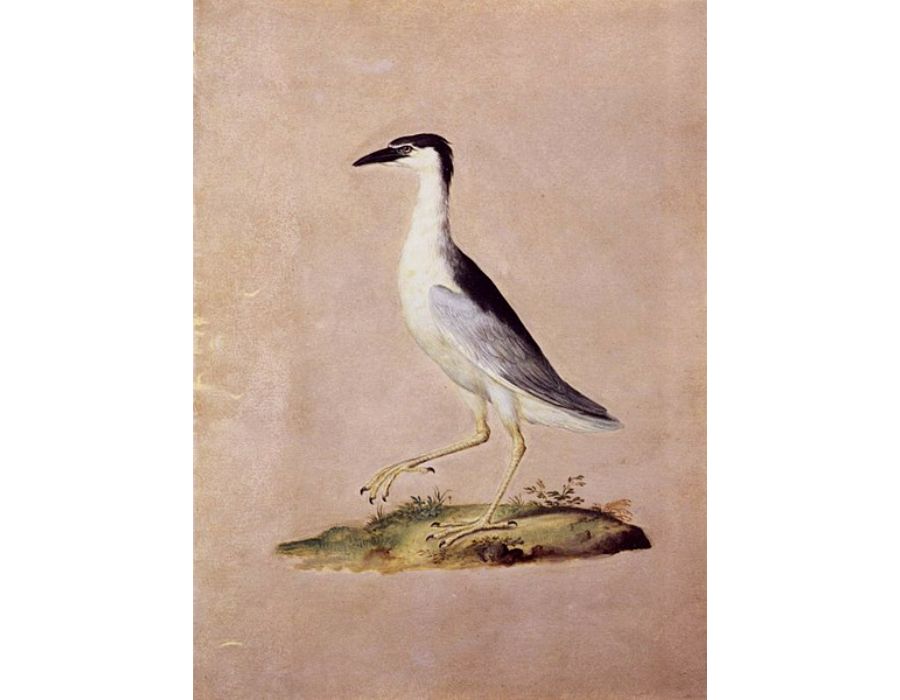 Birds 3
