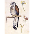 Study of a Lesser Kestrel and Flowers
