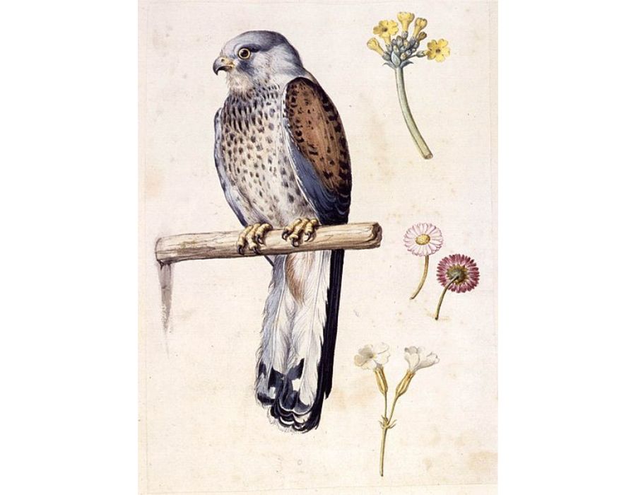 Study of a Lesser Kestrel and Flowers
